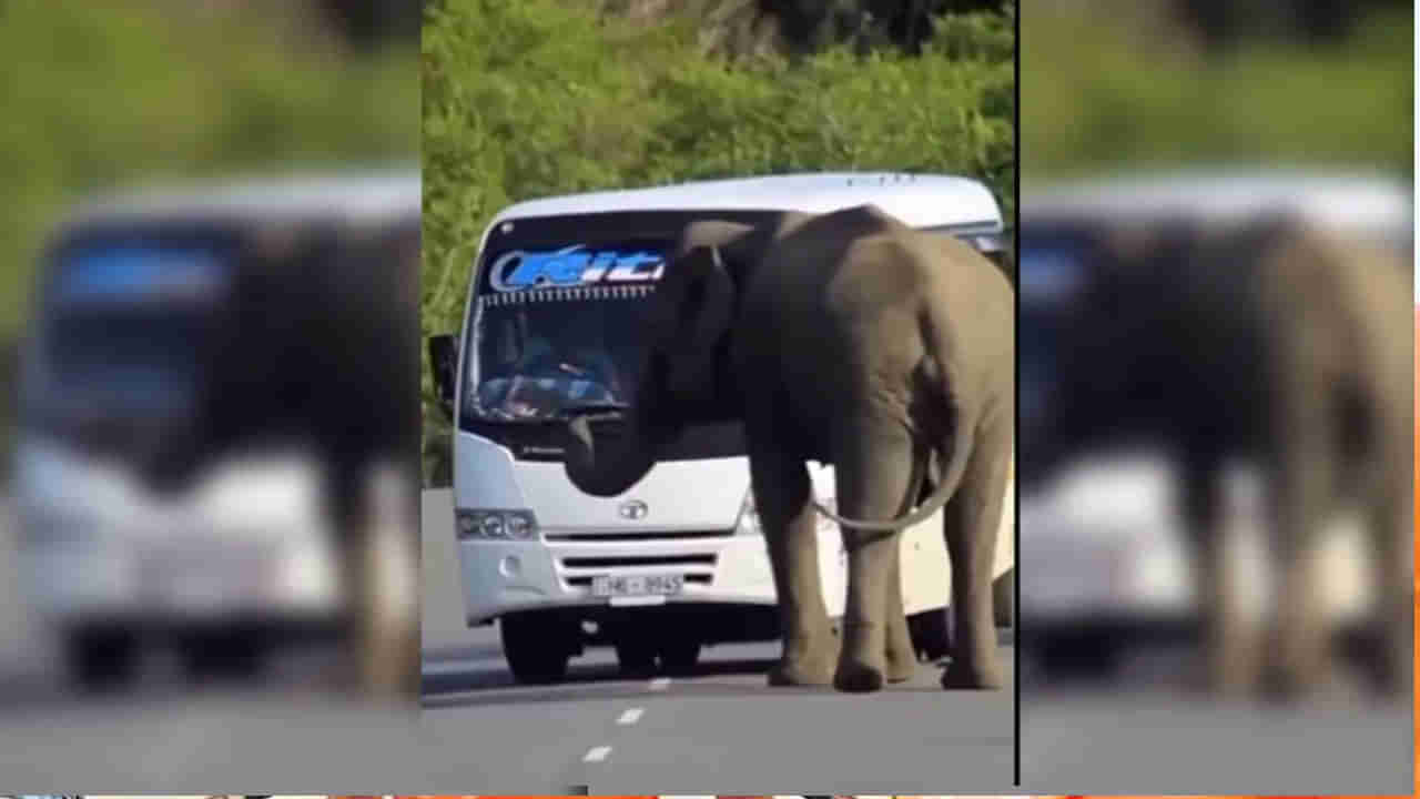 బాబ్బాబూ కాస్త లిఫ్ట్ ఇవ్వవూ.. అడవిలో వెళ్తున్న డ్రైవర్ కు వింత అనుభవం.. వీడియో చూస్తే వణికిపోవాల్సిందే..