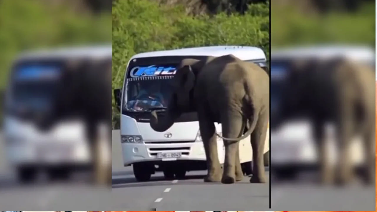 బాబ్బాబూ కాస్త లిఫ్ట్ ఇవ్వవూ.. అడవిలో వెళ్తున్న డ్రైవర్ కు వింత అనుభవం.. వీడియో చూస్తే వణికిపోవాల్సిందే..