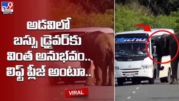 అడవిలో వెళ్తున్న బస్సు డ్రైవర్ కు వింత అనుభవం.. ఆపి లిఫ్ట్ అడిగిన ఏనుగు అడవిలో వెళ్తున్న బస్సు డ్రైవర్ కు వింత అనుభవం.. ఆపి లిఫ్ట్ అడిగిన ఏనుగు