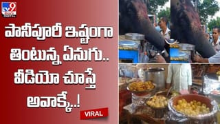 మళ్లీ దొరికిన పులస !! ఈసారి కిలో ఎంత ధర పలికిందో తెలుసా ??