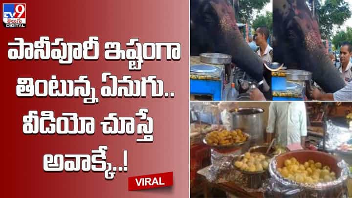 పానీపూరీ ఇష్టంగా తింటున్న ఏనుగు !! వీడియో చూస్తే అవాక్కే !! పానీపూరీ ఇష్టంగా తింటున్న ఏనుగు !! వీడియో చూస్తే అవాక్కే !!