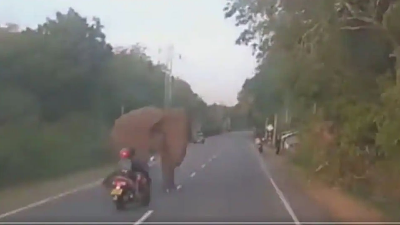 Elephant Escape