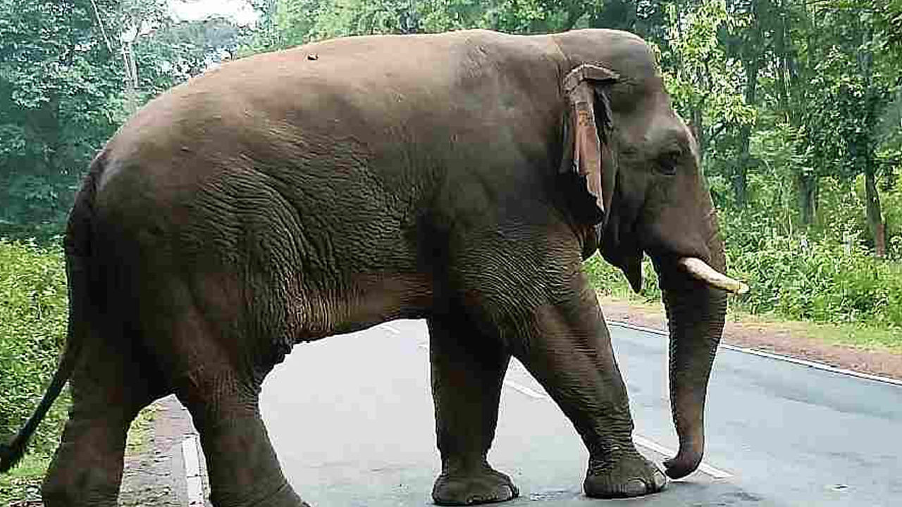 Elephant : అడవి ఏనుగునే పరిగెత్తించిన యువతి.. ఇంతకీ ఏం చేసిందో తెలిస్తే నోరెళ్ల బెడతారు.
