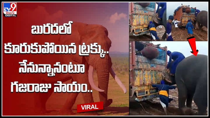 Truck- Elephant: బురదలో కూరుకుపోయిన ట్రక్కు.. నేనున్నానంటూ గజరాజు సాయం.. వీడియో Truck- Elephant: బురదలో కూరుకుపోయిన ట్రక్కు.. నేనున్నానంటూ గజరాజు సాయం.. వీడియో