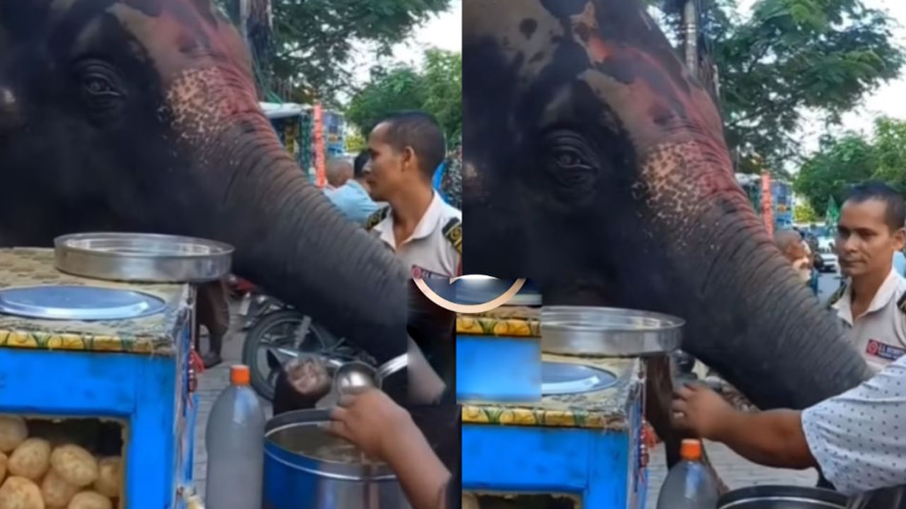 Elephant: పానీపూరీ ఇష్టంగా తింటున్న ఏనుగు.. అతను ఎన్ని ఇవ్వగలడు మరీ..!  వీడియో చూస్తే అవాక్కే..