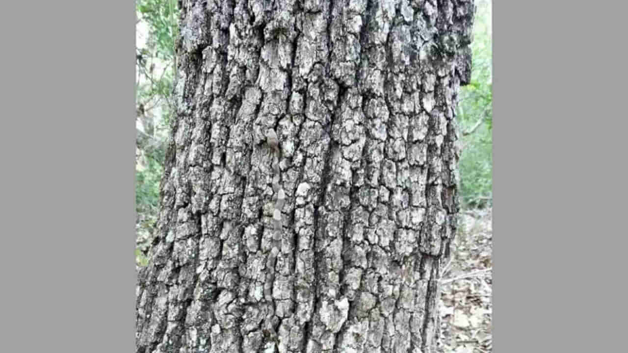 Photo Puzzle: మీకు కనిపించిందా..? డెడ్ ఈజీ అండీ బాబు.. పాము ఎక్కడుందో పసిగట్టారా..?