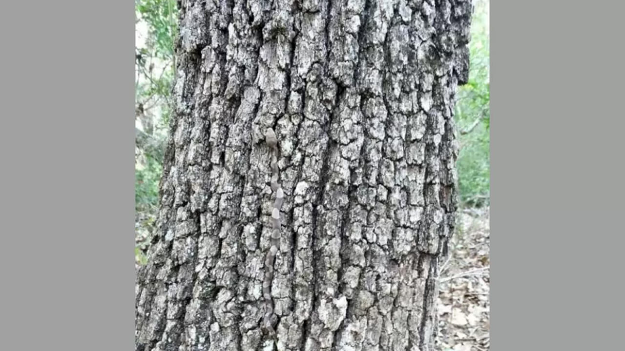 Photo Puzzle: మీకు కనిపించిందా..? డెడ్ ఈజీ అండీ బాబు.. పాము ఎక్కడుందో పసిగట్టారా..?