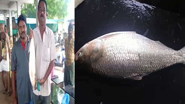 Pulasa Fish: ఈ సీజన్లో దొరికిన మొదటి పులస.. వేలంలో ఎంత ధర పలికిందో తెలిస్తే అవాక్కవుతారు..