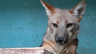 Gold Jewellery: మీ పాత బంగారానికి ఇంట్లోనే మెరుగులు.. ఇలా చేస్తే మీ నగలకు కొత్త మెరుపులు..