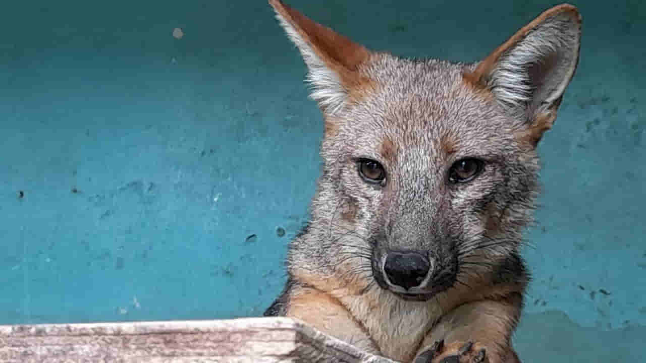 రోడ్డు మీద బిక్కుబిక్కుమంటూ కనిపిస్తే కుక్క పిల్ల అని ఇంటికి తెచ్చుకున్నారు.. కట్ చేస్తే 6 నెలల తర్వాత