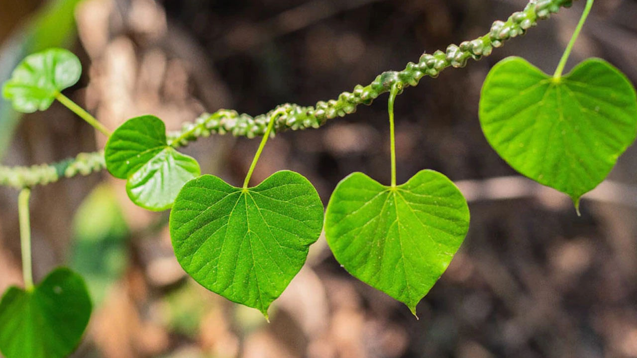 Giloy Benefits: తిప్పతీగ ఆకులతో బోలెడు ప్రయోజనాలు.. రోజూ ఇలా చేస్తే ఆ సమస్యలు మటుమాయమే..!