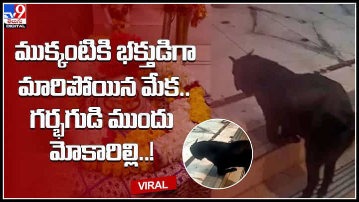 Goat prays: ముక్కంటికి భక్తుడిగా మారిపోయిన మేక.. గర్భగుడి ముందు మోకారిల్లి మరీ..! వీడియో.. Goat prays: ముక్కంటికి భక్తుడిగా మారిపోయిన మేక.. గర్భగుడి ముందు మోకారిల్లి మరీ..! వీడియో..