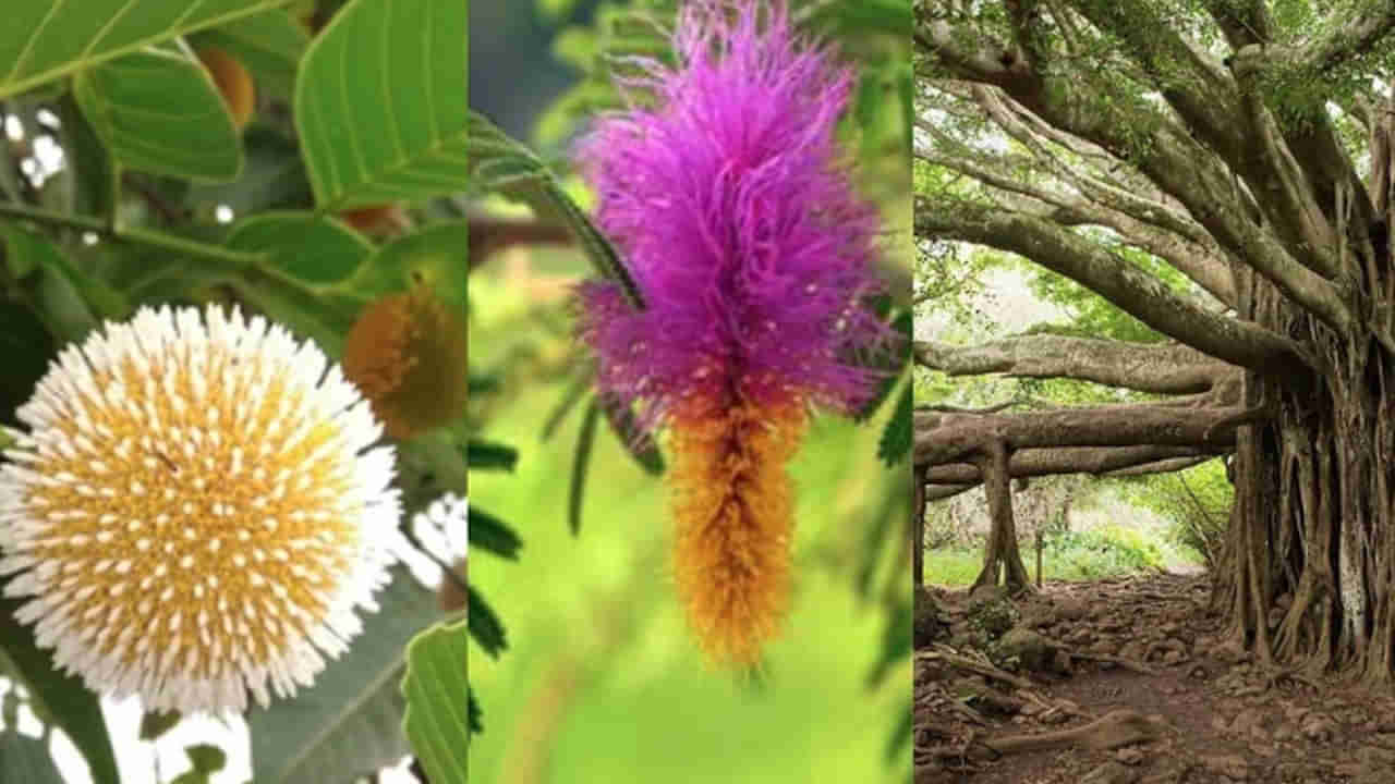 Gods in Tree: ఈ అరుదైన చెట్లు దేవతలకు నివాసం.. ఇంట్లో ఉన్నా.. పూజించినా ఊహించలేని లాభాలు ఖాయం