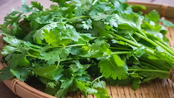 Green Coriander: కొత్తిమీర ఆకులు తినడం వల్ల కలిగే ప్రయోజనాలు ఏమిటి?.. ఆ సమస్యలకు అద్భుతమైన ఔషధం