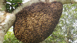 YS Jagan: ఇవాళ నరసాపురంలో సీఎం జగన్‌ పర్యటన.. ఆక్వా యూనివర్సిటీ, ఫిషింగ్‌ హార్బర్‌కు శంకుస్థాపన..