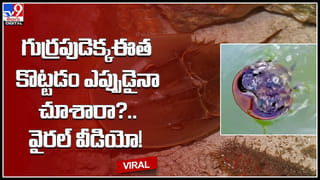 Goat prays: ముక్కంటికి భక్తుడిగా మారిపోయిన మేక.. గర్భగుడి ముందు మోకారిల్లి మరీ..! వీడియో..