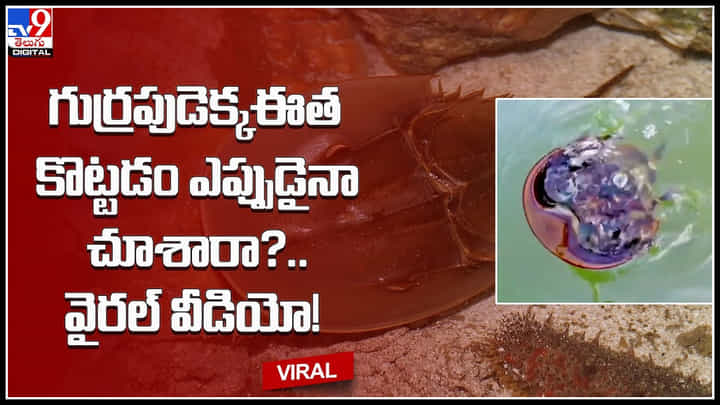 Horseshoe crabs: గుర్రపుడెక్కఈత కొట్టడం ఎప్పుడైనా చూశారా..? వైరల్ అవుతున్న అరుదైన వీడియో.. Horseshoe crabs: గుర్రపుడెక్కఈత కొట్టడం ఎప్పుడైనా చూశారా..? వైరల్ అవుతున్న అరుదైన వీడియో..