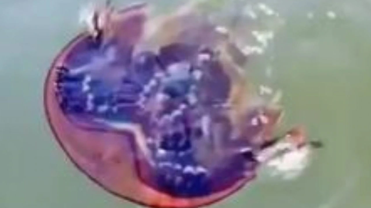 Horseshoe crabs swims: గుర్రపుడెక్కఈత కొట్టడం ఎప్పుడైనా చూశారా? .. వైరలవుతున్న వీడియో చూస్తే అవాక్కే..!