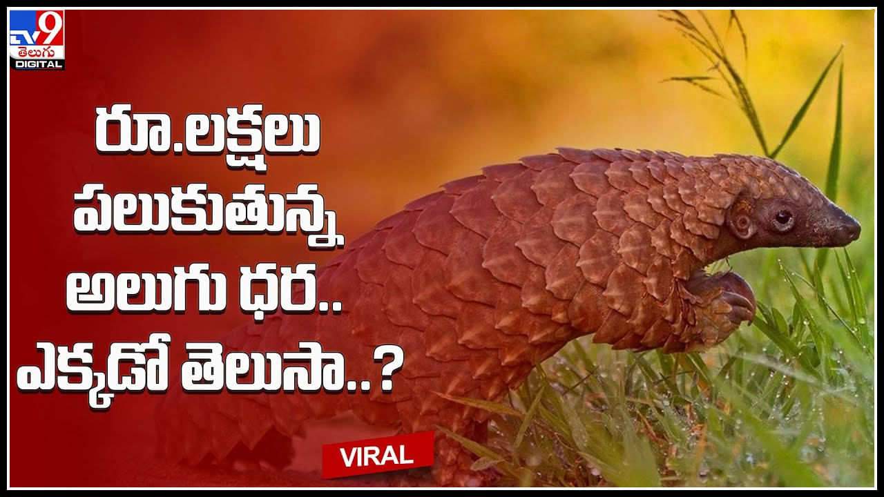 Pangolins: మనదగ్గరే రూ.లక్షలు పలుకుతున్న అలుగు ధర.. కుబేరులను చేస్తున్న అరుదైన అడవి అలుగులు..