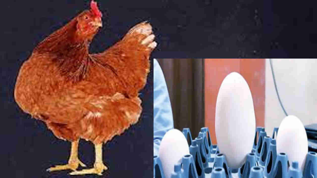 Indias Largest Egg: వామ్మో! ఎంత పె..ద్ద.. కోడి గుడ్డు.. లిమ్కా బుక్‌ ఆఫ్‌ రికార్డ్స్‌లో చోటు