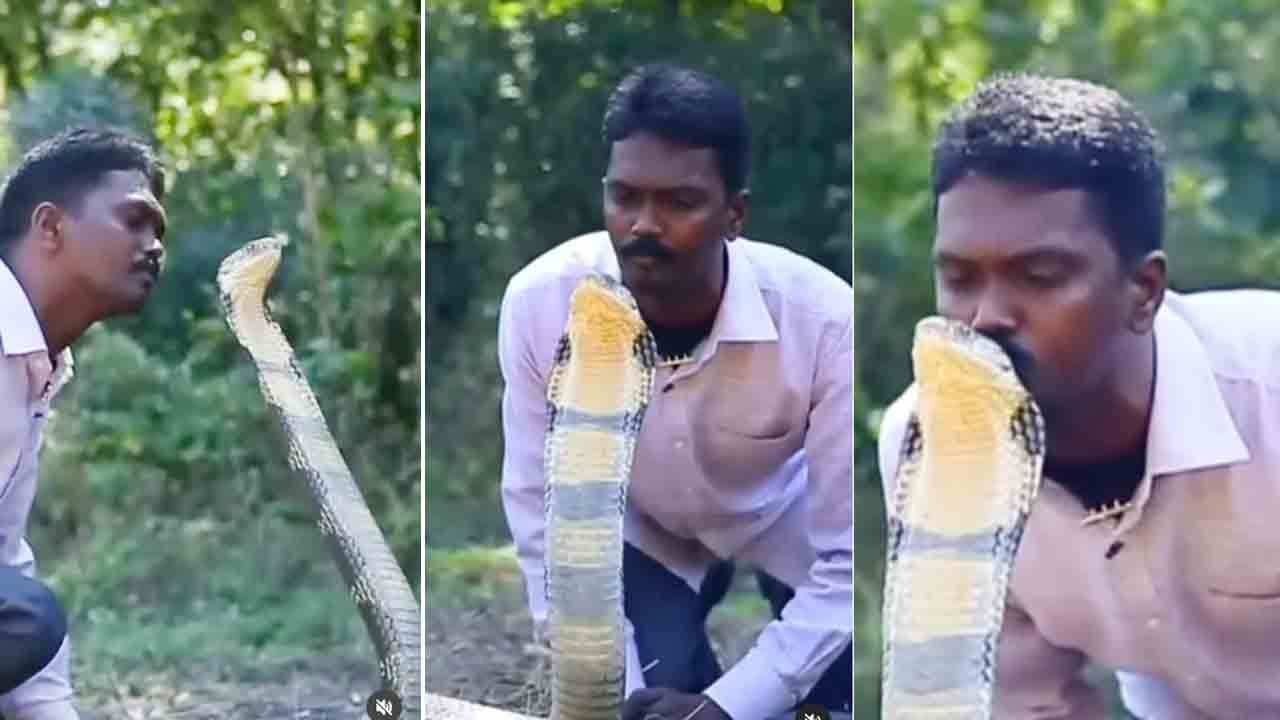 King Cobra: నీ ధైర్యం ఏంటి సామీ.. పడగ విప్పిన కింగ్ కోబ్రాకు కిస్‌.. ఒళ్లు జలదరించే వీడియో