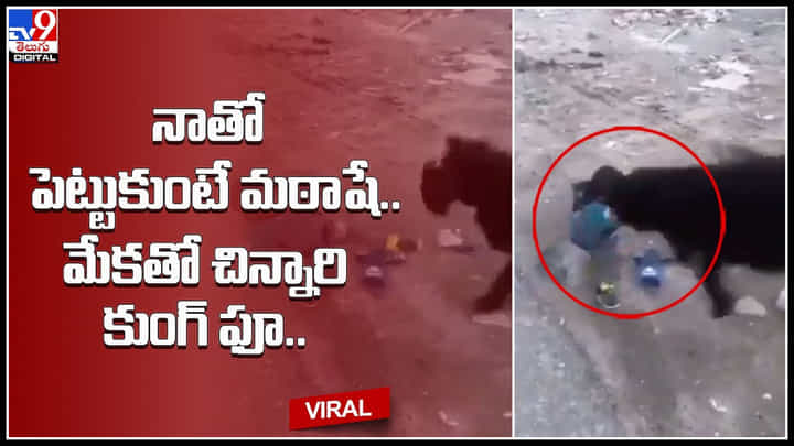Goat-little boy: నాతో పెట్టుకుంటే మఠాషే.. మేకతో చిన్నారి కుంగ్ ఫూ.. నవ్వులు పూయిస్తున్న క్యూట్ వీడియో.. Goat-little boy: నాతో పెట్టుకుంటే మఠాషే.. మేకతో చిన్నారి కుంగ్ ఫూ.. నవ్వులు పూయిస్తున్న క్యూట్ వీడియో..