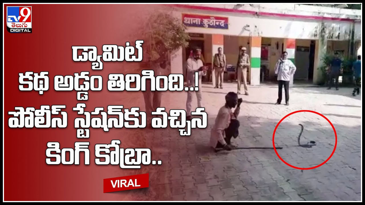 King cobra in police station: డ్యామిట్ కథ అడ్డం తిరిగింది..! పోలీస్ స్టేషన్‌కు వచ్చిన కింగ్ కోబ్రా.. వీడియో