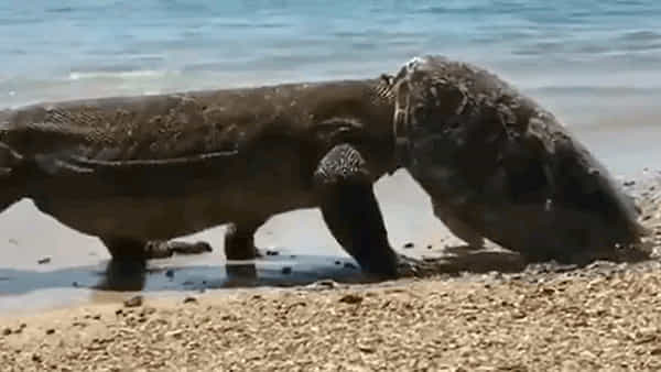 Komodo Dragon: వామ్మో.. తాబేలును వేటాడి.. తలకు హెల్మెట్లా తగిలించుకుని.. ఈ డ్రాగన్ను చూస్తే దడ పుట్టాల్సిందే