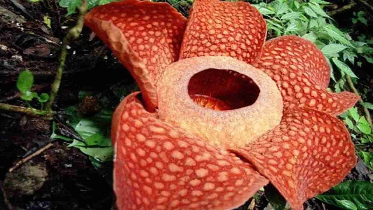 World Largest Flower: ప్రపంచంలోనే అతిపెద్ద పువ్వు.. ఇది వికసిస్తుంటే వీలైనంత దూరం పారిపోవాల్సిందే ఎవరైనా.. ఎందుకో తెలుసా