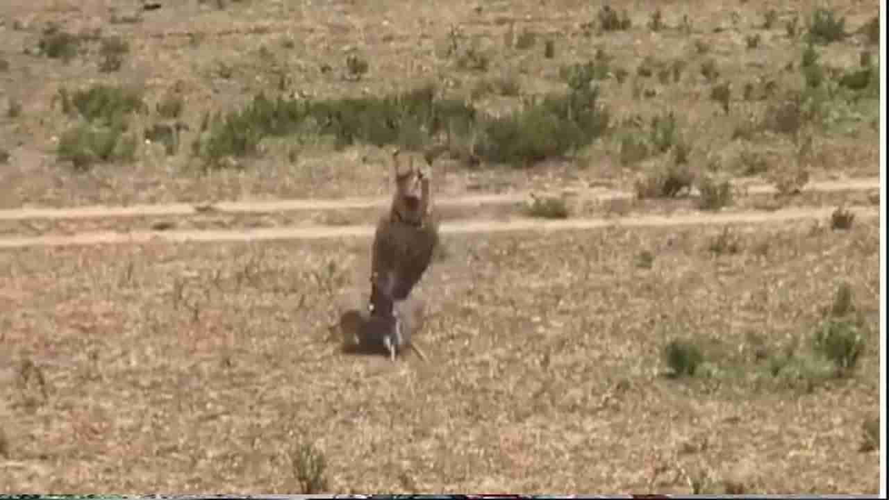 తల్లి ప్రేమ ముందు మృత్యువుకూ ముచ్చెమటలు పట్టాల్సిందే.. చిరుతపులినే భయంతో పరుగులు పెట్టించిన అడవి పంది..