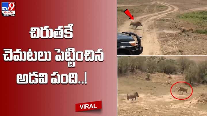 చిరుతకే చెమటలు పట్టించిన అడవిపంది !! వైరల్ అవుతున్న స్టన్నింగ్ వీడియో చిరుతకే చెమటలు పట్టించిన అడవిపంది !! వైరల్ అవుతున్న స్టన్నింగ్ వీడియో