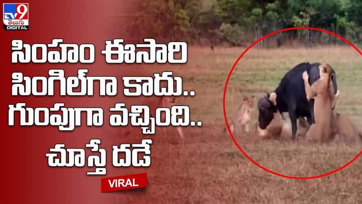 సింహం ఈసారి సింగిల్ గా కాదు.. గుంపుగా వచ్చింది.. చూస్తే దడే సింహం ఈసారి సింగిల్ గా కాదు.. గుంపుగా వచ్చింది.. చూస్తే దడే