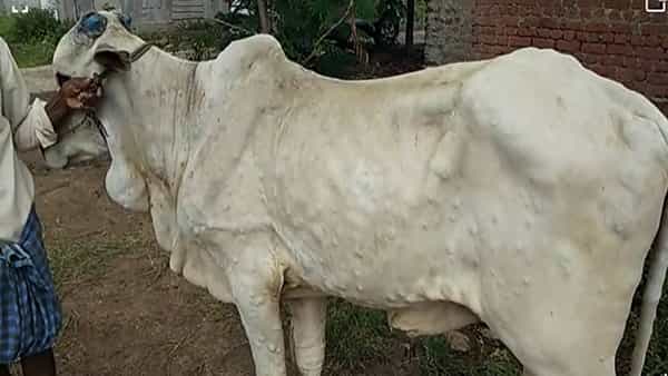 Lumpy Skin Disease: తెలంగాణాలోనూ లంపీ స్కిన్ కలకలం.. రెండు ఆవుల్లో వ్యాధి లక్షణాలు.. ఓ ఆవు పరిస్థితి విషమం