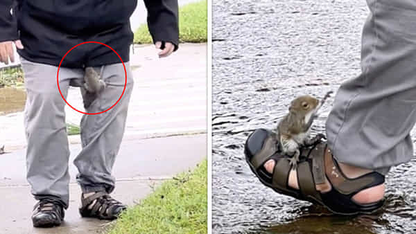 Funny Video: ఉడత సాయం గురించి తెలుసు.. ఉడతకే సాయం చేసి.. ప్రశంసలు అందుకుంటున్న ఫ్లోరిడా వాసి