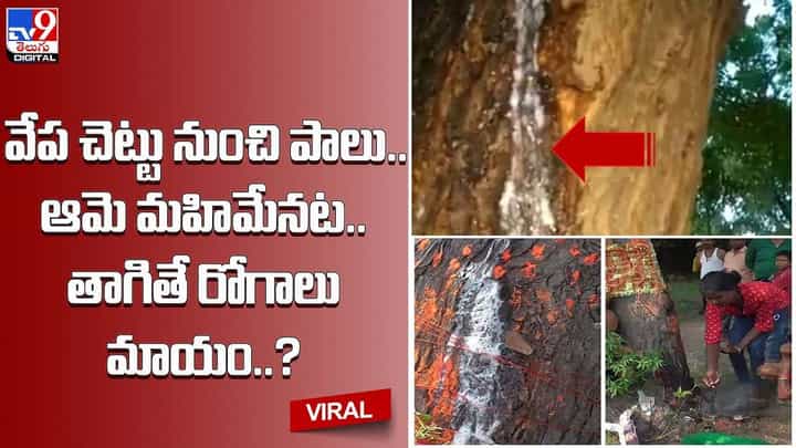 వేప చెట్టు నుంచి పాలు.. ఆమె మహిమేనట.. తాగితే రోగాలు మాయం ?? వేప చెట్టు నుంచి పాలు.. ఆమె మహిమేనట.. తాగితే రోగాలు మాయం ??