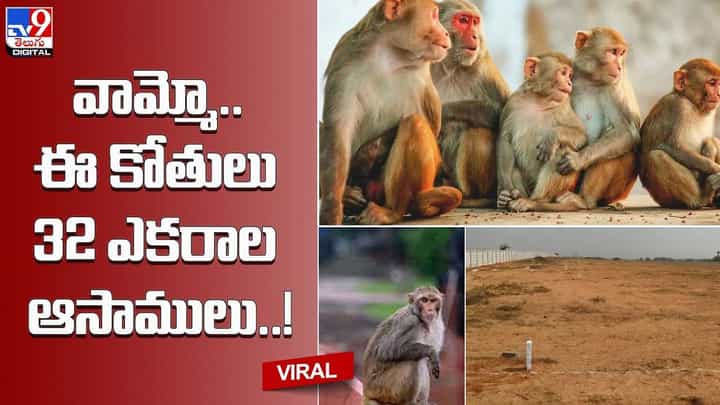 వామ్మో !! ఈ కోతులు 32 ఎకరాల ఆసాములు !! వామ్మో !! ఈ కోతులు 32 ఎకరాల ఆసాములు !!