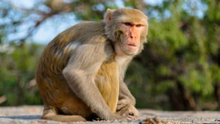 Today Mirchi Price: ఒక్కసారిగా భారీగా పెరిగిన మిర్చి ధర.. రైతులు ముఖాల్లో వెల్లివిరిసిన ఆనందం