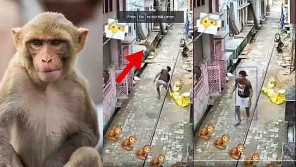 Monkey Attack: వామ్మో.. ఇదేం కోతిరా.. ఒక్క పంచ్కే చాంతాడంత యువకుడిని పడగొట్టేసిందిగా..