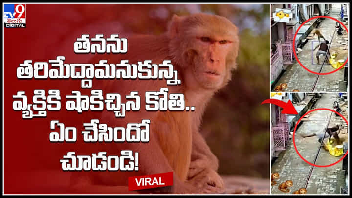 Monkey: తనను తరిమేద్దామనుకున్న వ్యక్తికి షాకిచ్చిన కోతి.. ఏం చేసిందో చూడండి.! ట్రెండ్ అవుతున్న వీడియో.. Monkey: తనను తరిమేద్దామనుకున్న వ్యక్తికి షాకిచ్చిన కోతి.. ఏం చేసిందో చూడండి.! ట్రెండ్ అవుతున్న వీడియో..