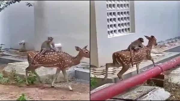 Monkey riding: జింకపై కోతి హై హై నాయకా.. ఐఐటీ కాలేజ్లో అరుదైన దృశ్యం.. వీడియో హల్చల్