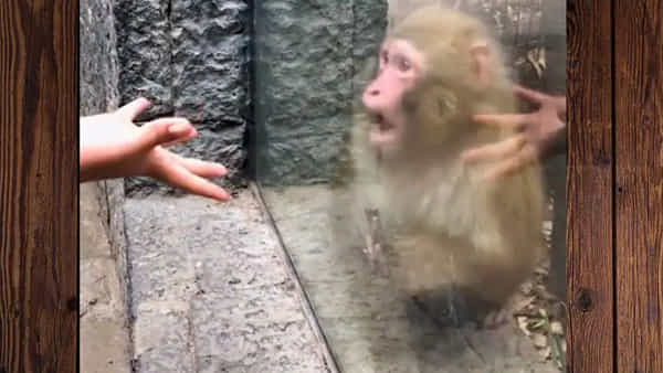 Monkey reaction: మ్యాజిక్ చూసిన కోతికి మతిపోయింది.. దాని రియాక్షన్ చూస్తే నవ్వాగదు..