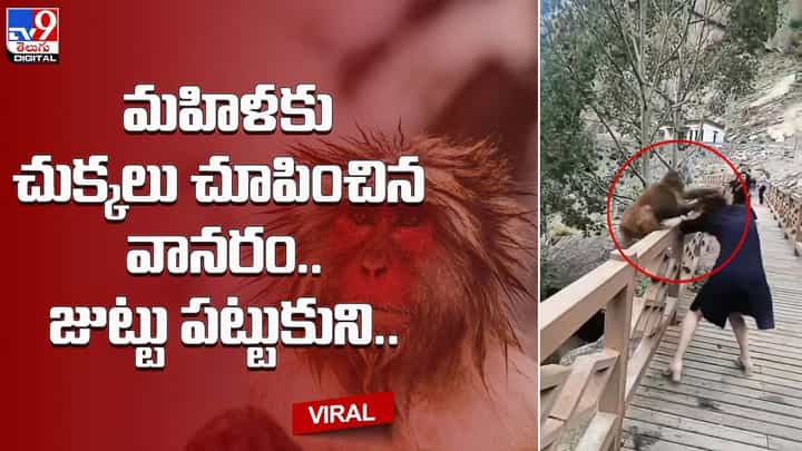 మహిళకు చుక్కలు చూపించిన వానరం.. జుట్టు పట్టుకుని.. ?? మహిళకు చుక్కలు చూపించిన వానరం.. జుట్టు పట్టుకుని.. ??