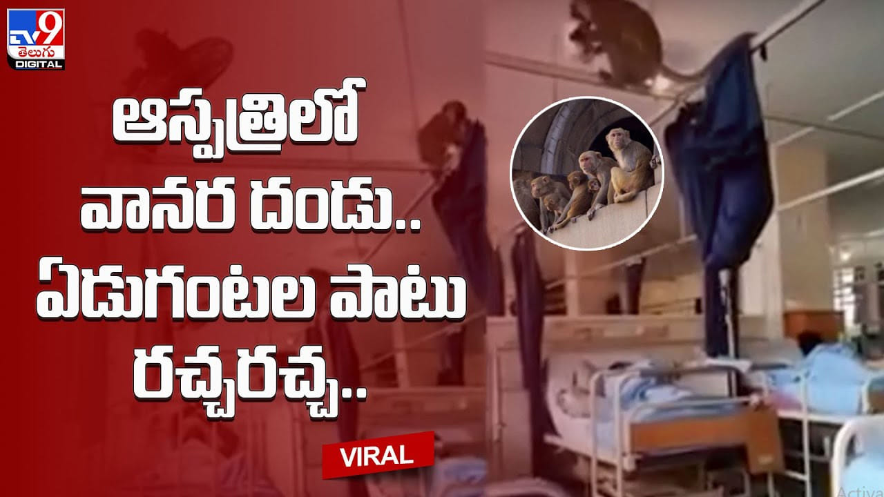 Monkeys in hospital: ఆస్పత్రిలో వానర దండు.. ఏడుగంటల పాటు రచ్చరచ్చ.. ఆమ్మో మాములుగా లేదుగా.. Monkeys in hospital: ఆస్పత్రిలో వానర దండు.. ఏడుగంటల పాటు రచ్చరచ్చ.. ఆమ్మో మాములుగా లేదుగా..