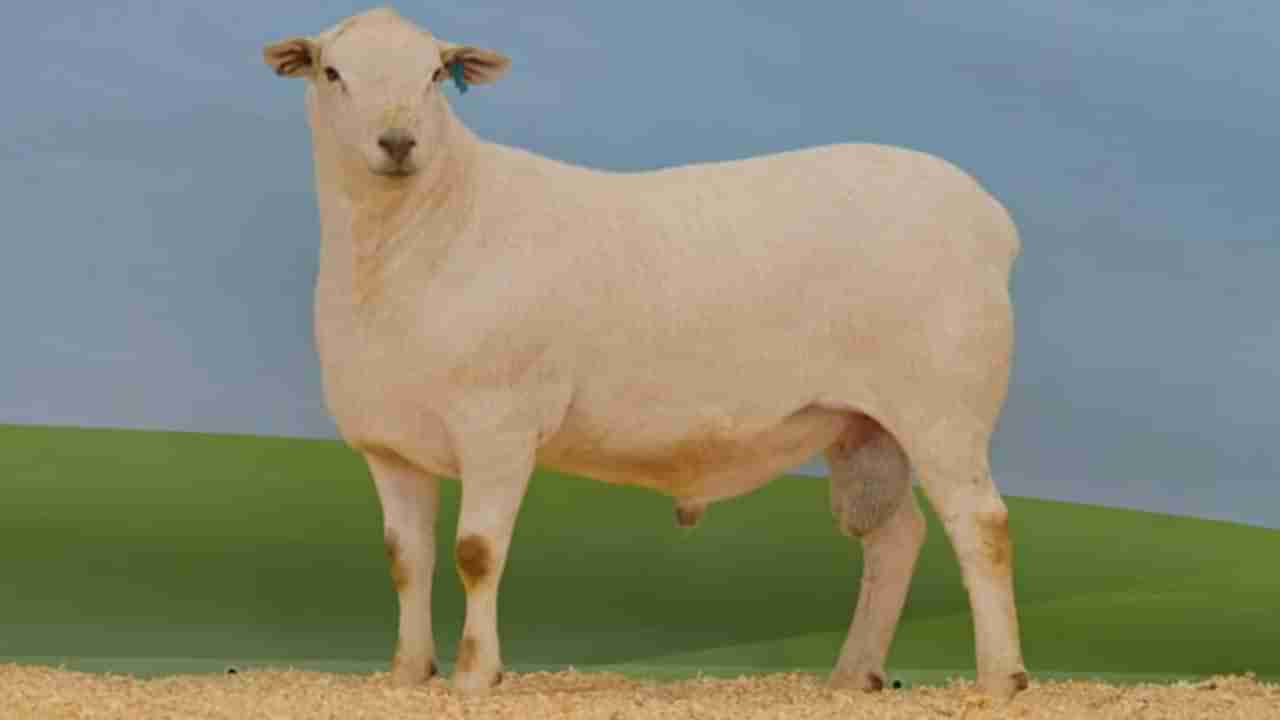Expensive Sheep: ప్రపంచంలోనే ఖరీదైన గొర్రె రూ. 2 కోట్లకు అమ్మకం.. దీని స్పెషాలిటీ  ఏమిటంటే..