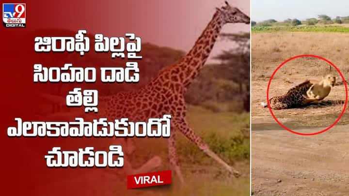 జిరాఫీ పిల్లపై సింహం దాడి !! తల్లి ఎలాకాపాడుకుందో చూడండి జిరాఫీ పిల్లపై సింహం దాడి !! తల్లి ఎలాకాపాడుకుందో చూడండి