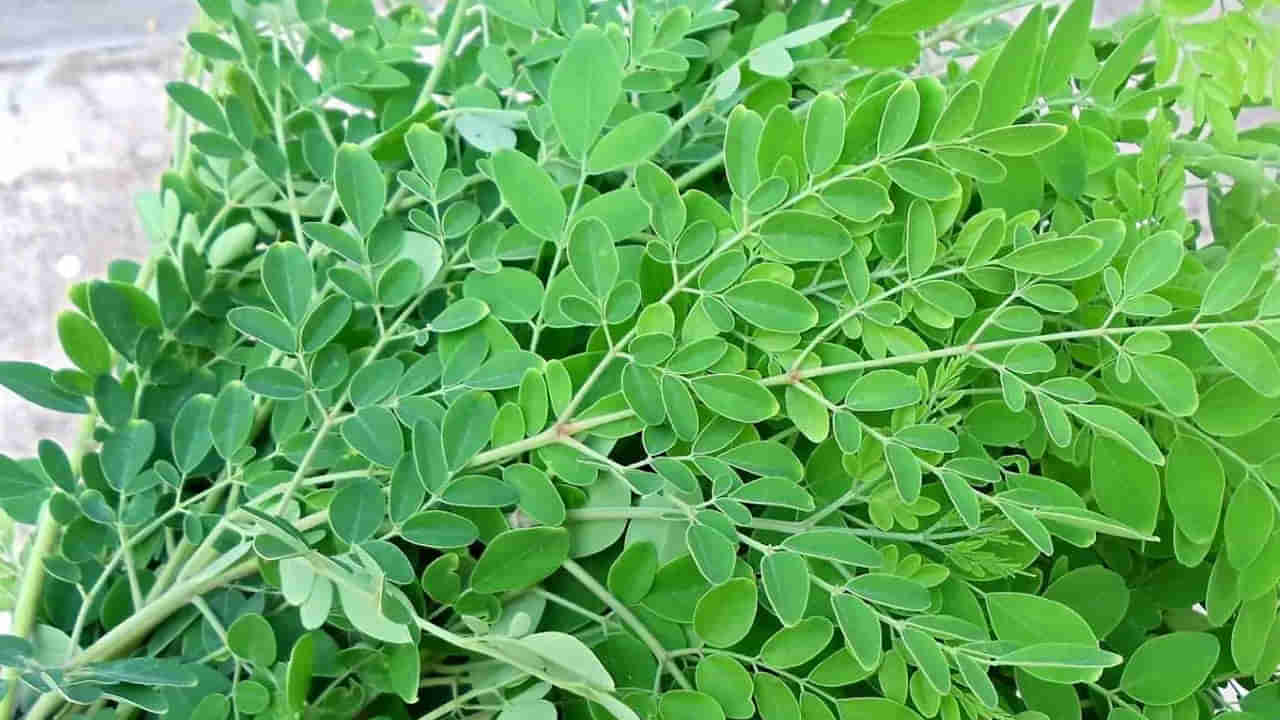 Diabetes - Munaga: మునగ ఆకులు మధుమేహాన్ని నియంత్రించగలదా?..  ఇది చక్కెరను ఎలా ప్రభావితం చేస్తుందో తెలుసుకోండి..