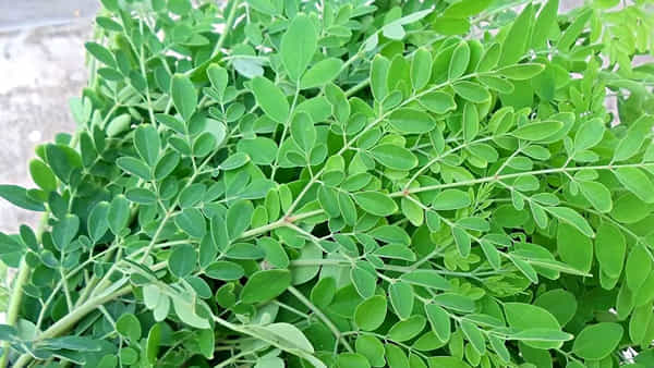 Diabetes - Munaga: మునగ ఆకులు మధుమేహాన్ని నియంత్రించగలదా?.. ఇది చక్కెరను ఎలా ప్రభావితం చేస్తుందో తెలుసుకోండి..