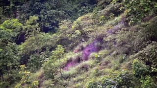 Bear Video: షైర్ కొచ్చి స్నాక్స్ తింటున్న ఎలుగుబంటిని తిట్టిన మహిళ.. పిల్లిలా పారిపోయిన బన్నీ.. వీడియో వైరల్