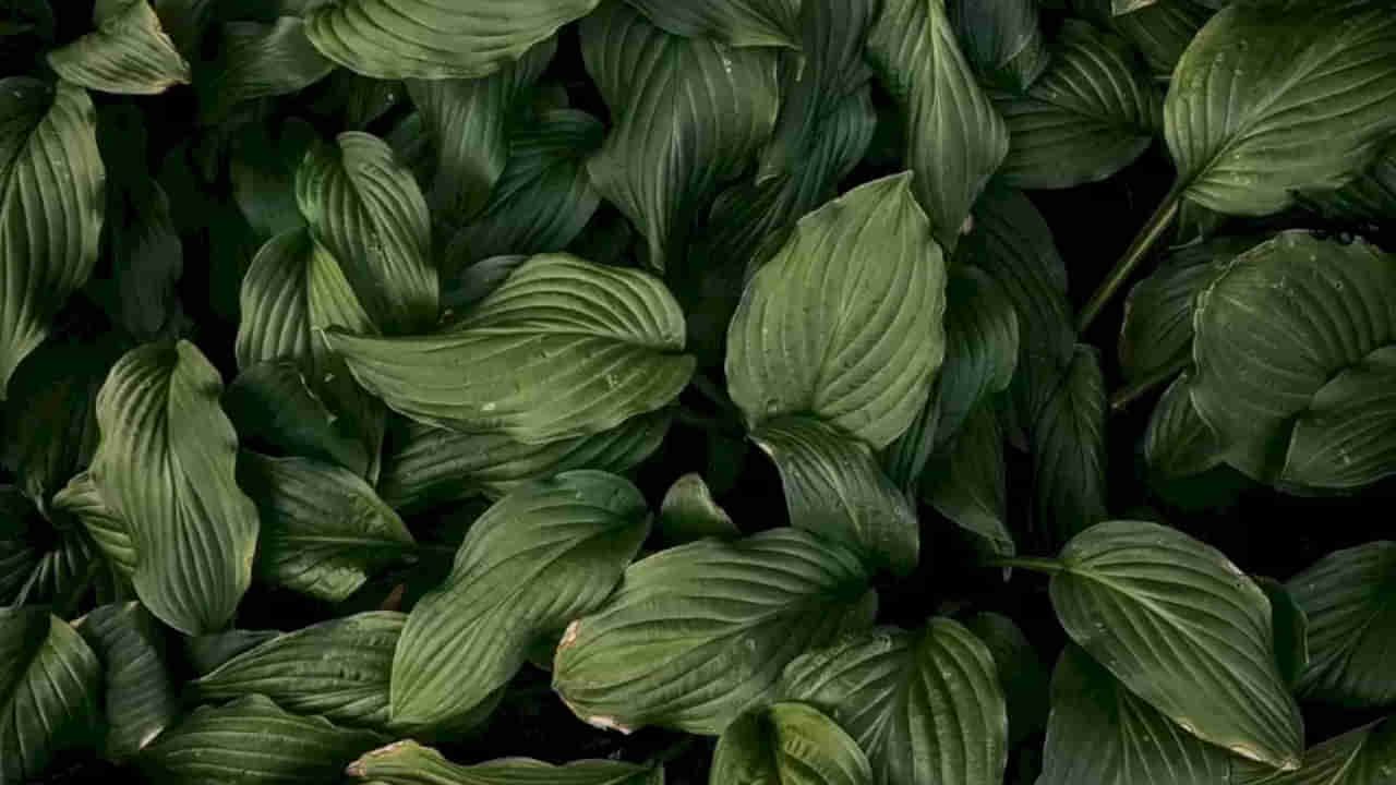 Photo Puzzle: మీ ఐ పవర్ సూపరా..? అయితే ఈ ఫోటోలోని పామును 10 సెకన్లలో కనిపెట్టండి