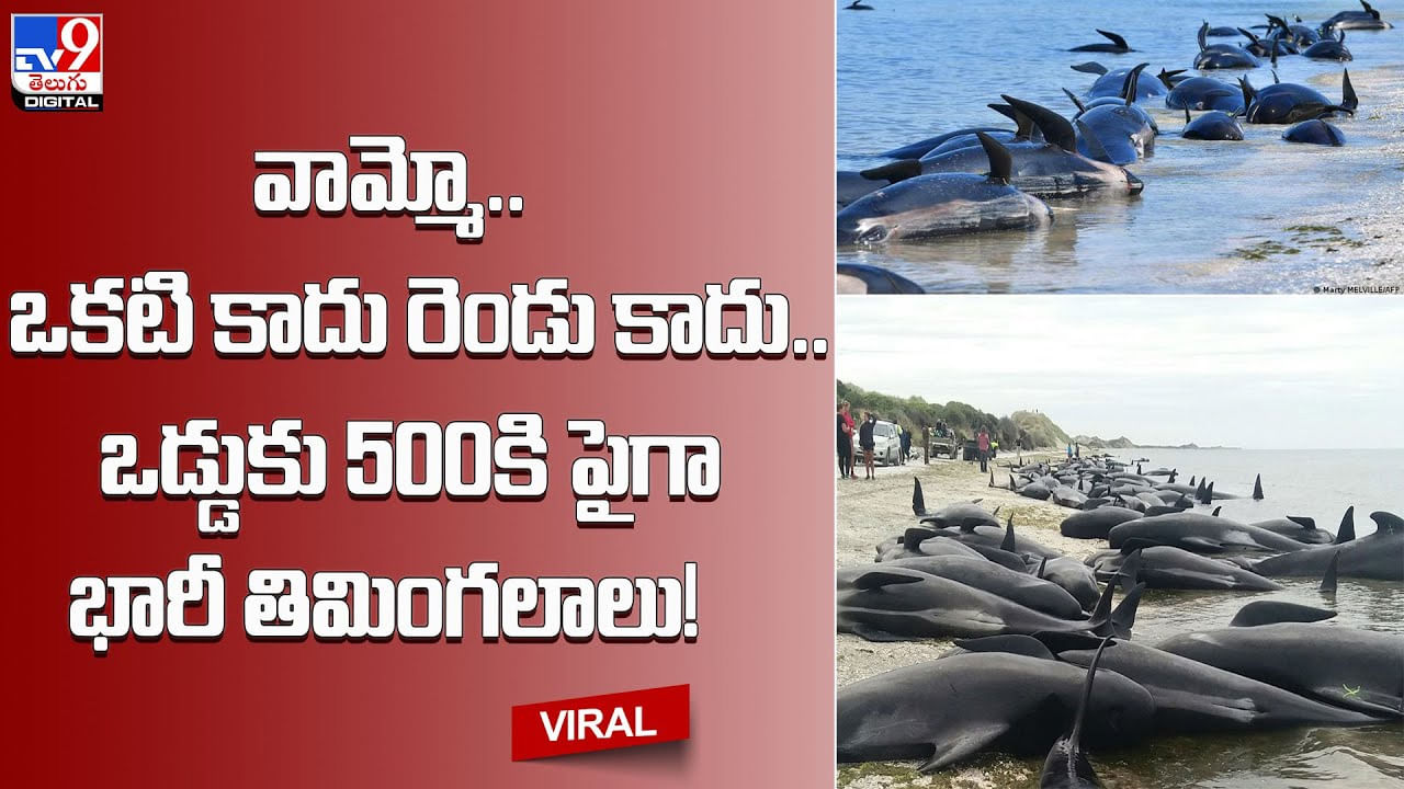 whales: వామ్మో.. ఒకటి కాదు రెండు కాదు.. ఒడ్డుకు 500కి పైగా భారీ తిమింగలాలు.! కళ్లుచెదిరే వీడియో..